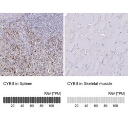 CYBB/NOX2 Antibody, Novus Biologicals 0.1mL; Unlabeled:Antibodies, Polyclonal